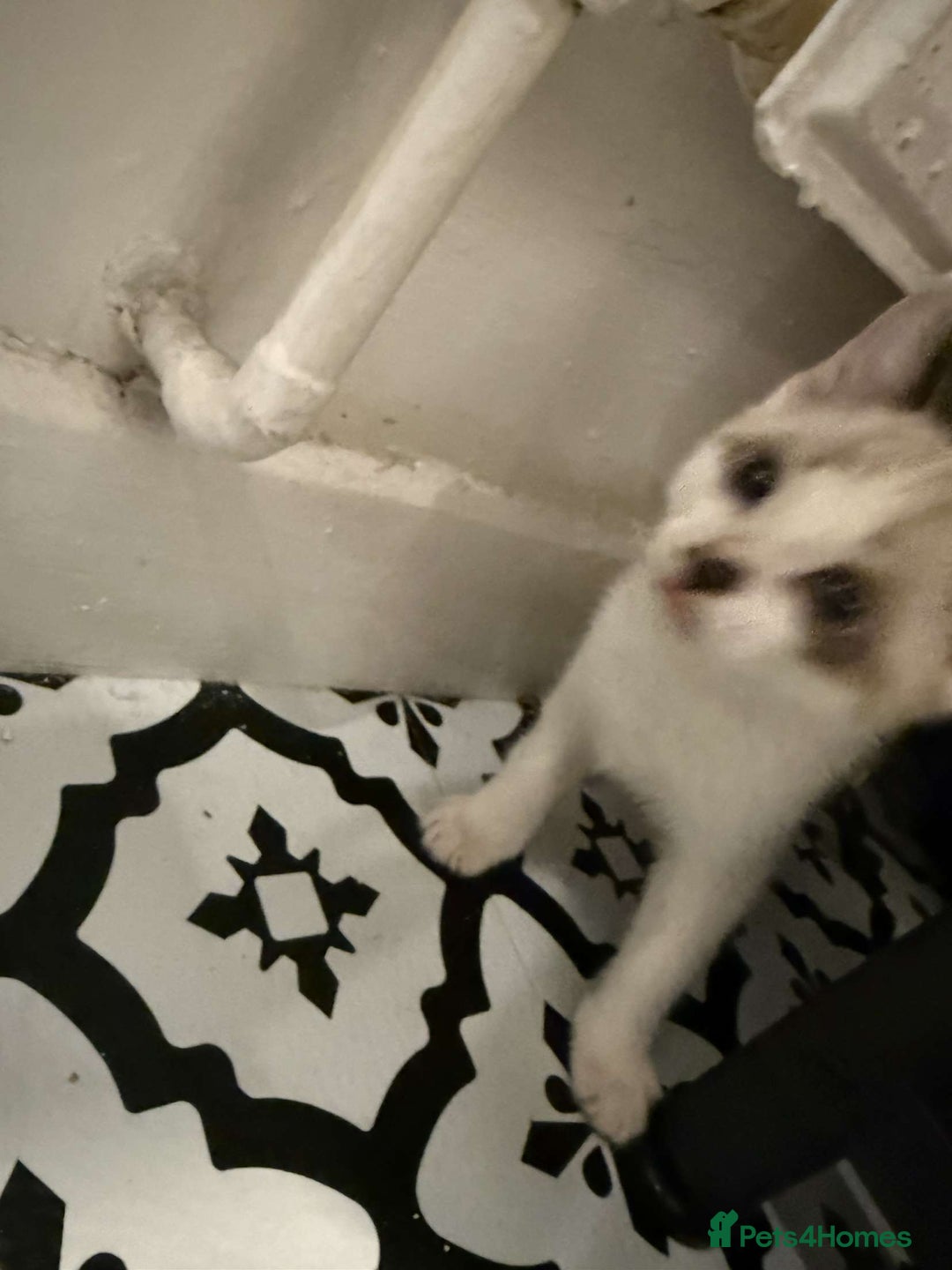 Domestic Shorthair cats for sale: 2 Male 2 female kittens  - Image 10