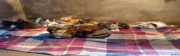 Mixed Breed cats for sale: Kittens for sale  - Advert 3
