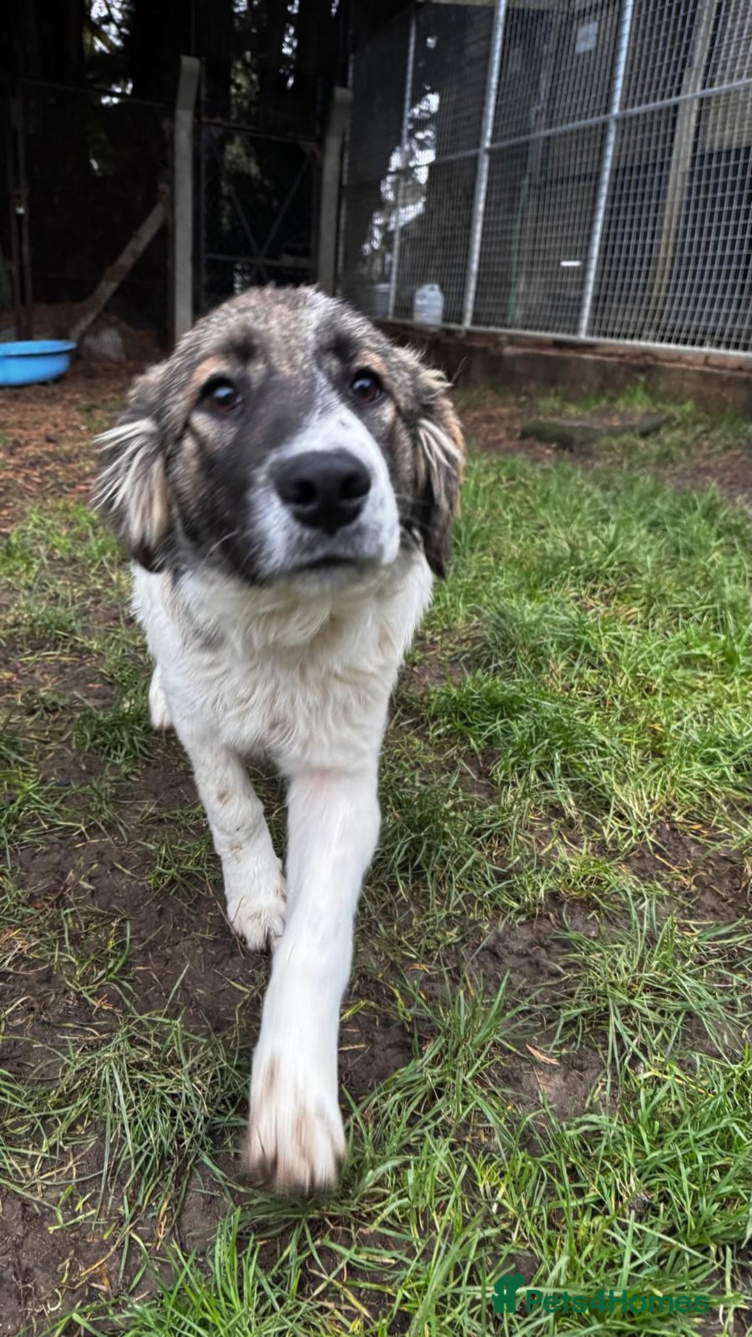 Mixed Breed dogs for adoption: Meet Hannah and Honey !!!  - Advert 4