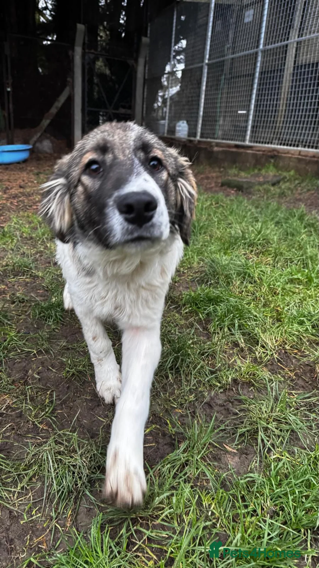 Mixed Breed dogs for adoption: Meet Hannah and Honey !!!  - Advert 4