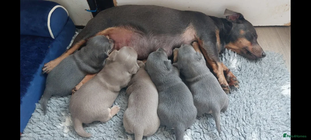 Jack Russell dogs for sale: Lilac and blue Jack Russell puppies - Advert 2