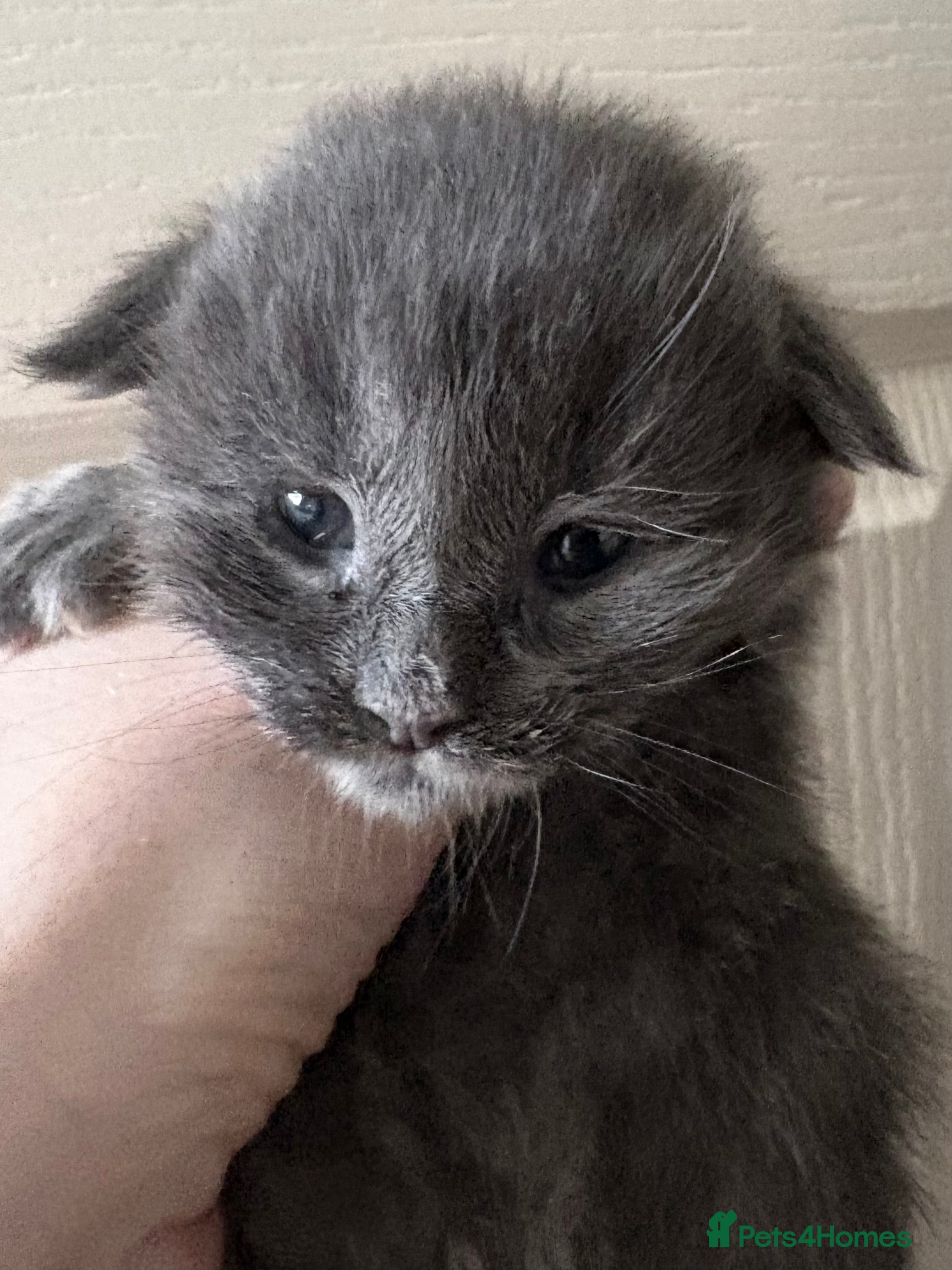 Maine Coon cats Maine coon kittens - Advert 10