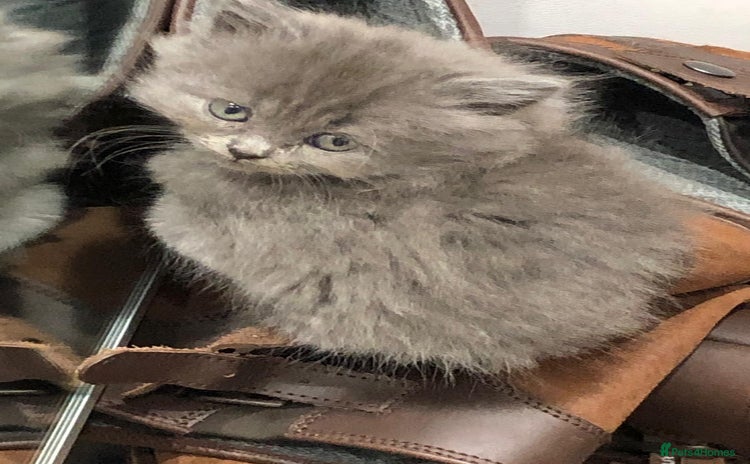 British Shorthair cats - Advert 1