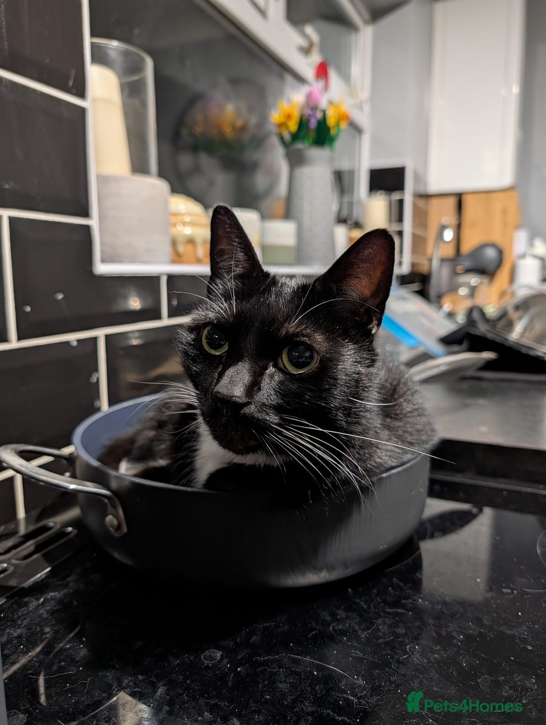 Domestic Shorthair cats for sale: 8 year old black and white male  - Advert 9