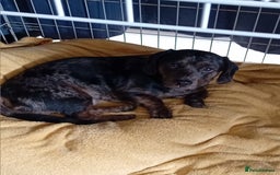 Dachshund dogs for sale: 2 dogs for sale  - Image 6