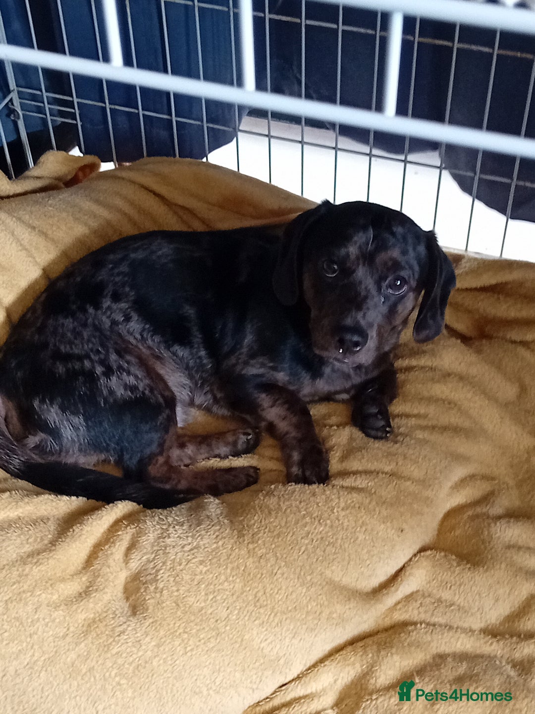Dachshund dogs for sale: 2 dogs for sale  - Image 6