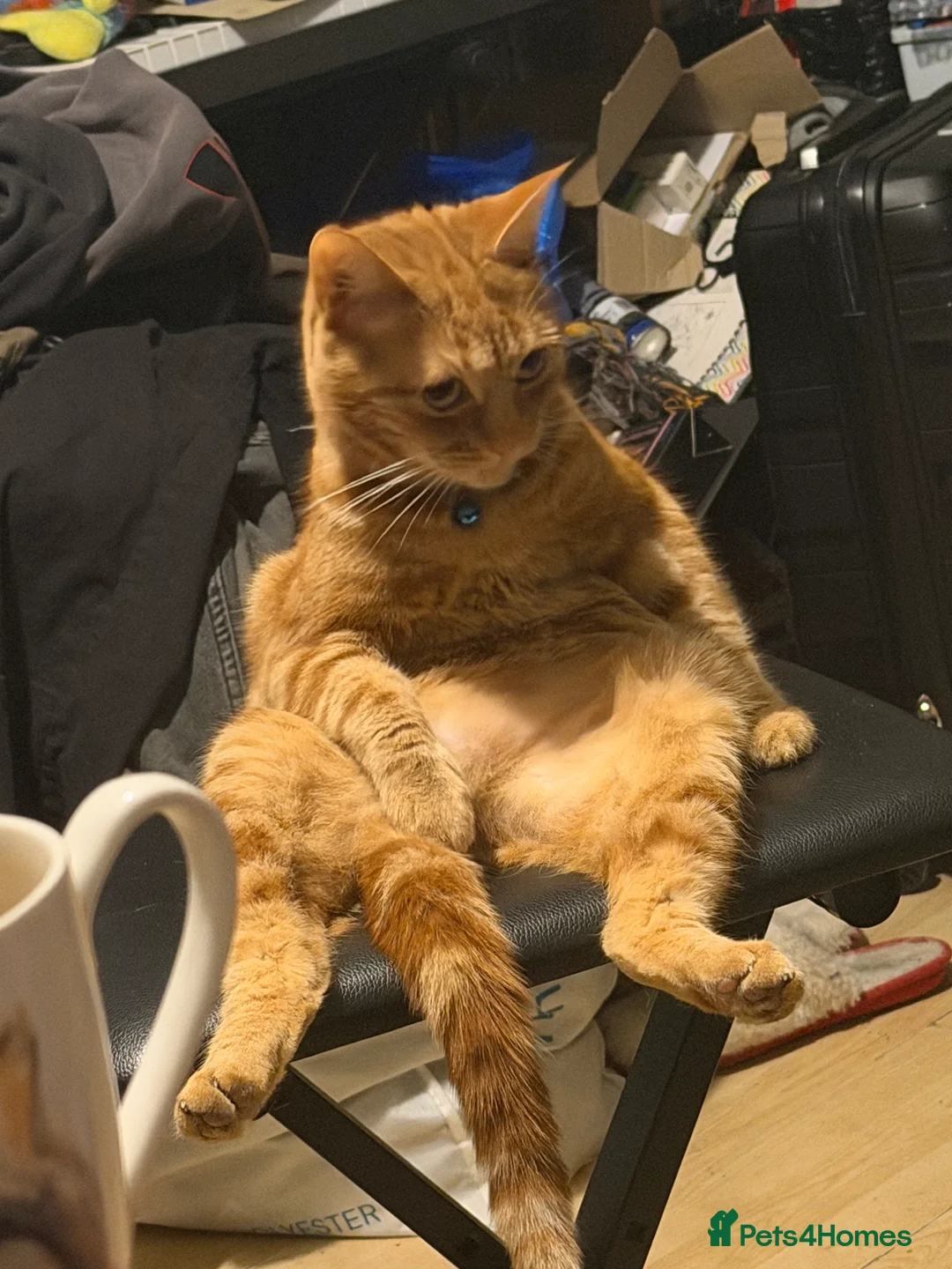 Mixed Breed cats for sale: Rehousing due to difficult circumstances  - Advert 2