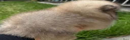 Pomeranian dogs for sale: 3 beautiful puppies Pomeranian  - Advert 12