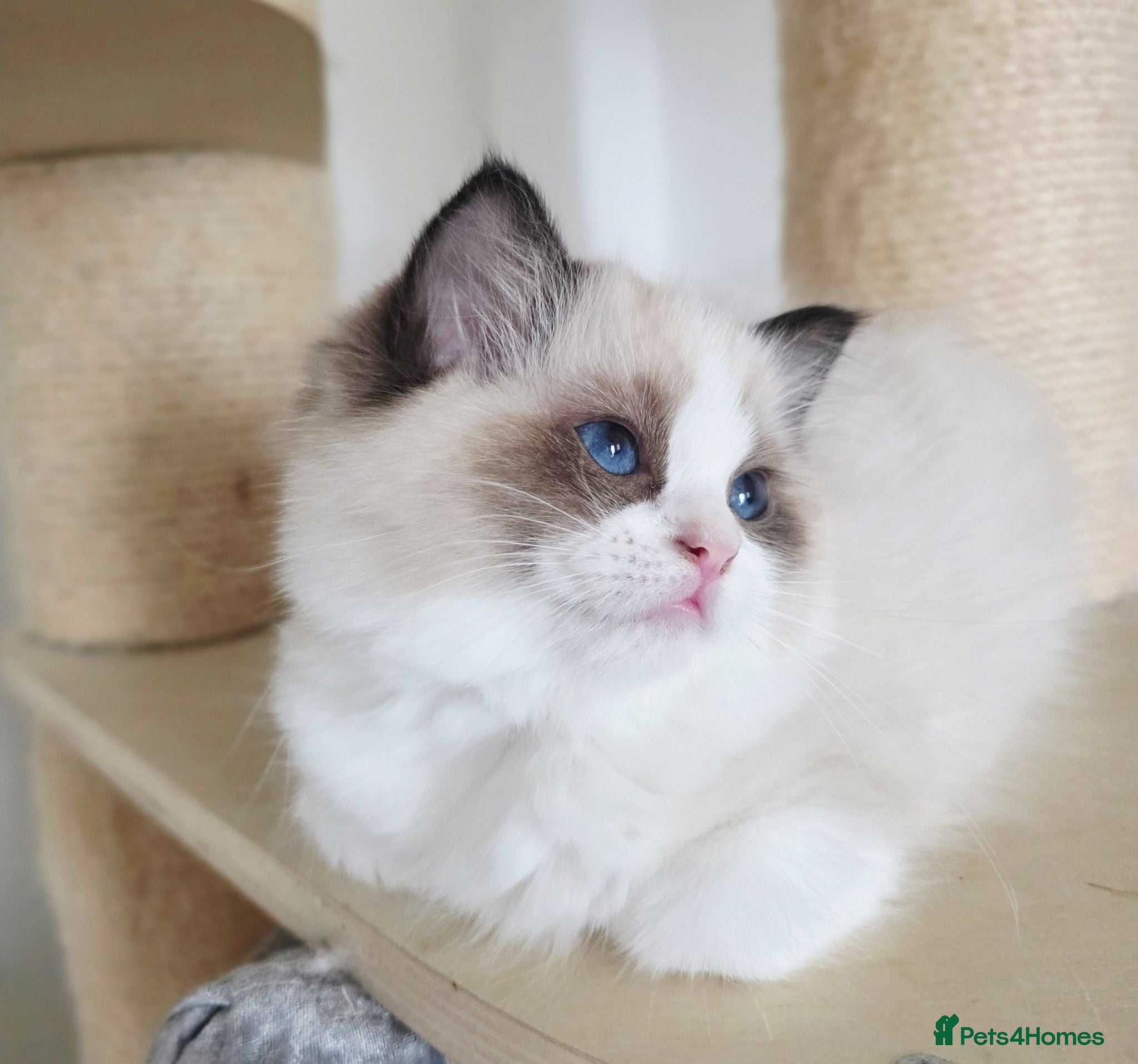 Ragdoll cats 💓Girl 🏆European Champion lines 💫Tica - Advert 2