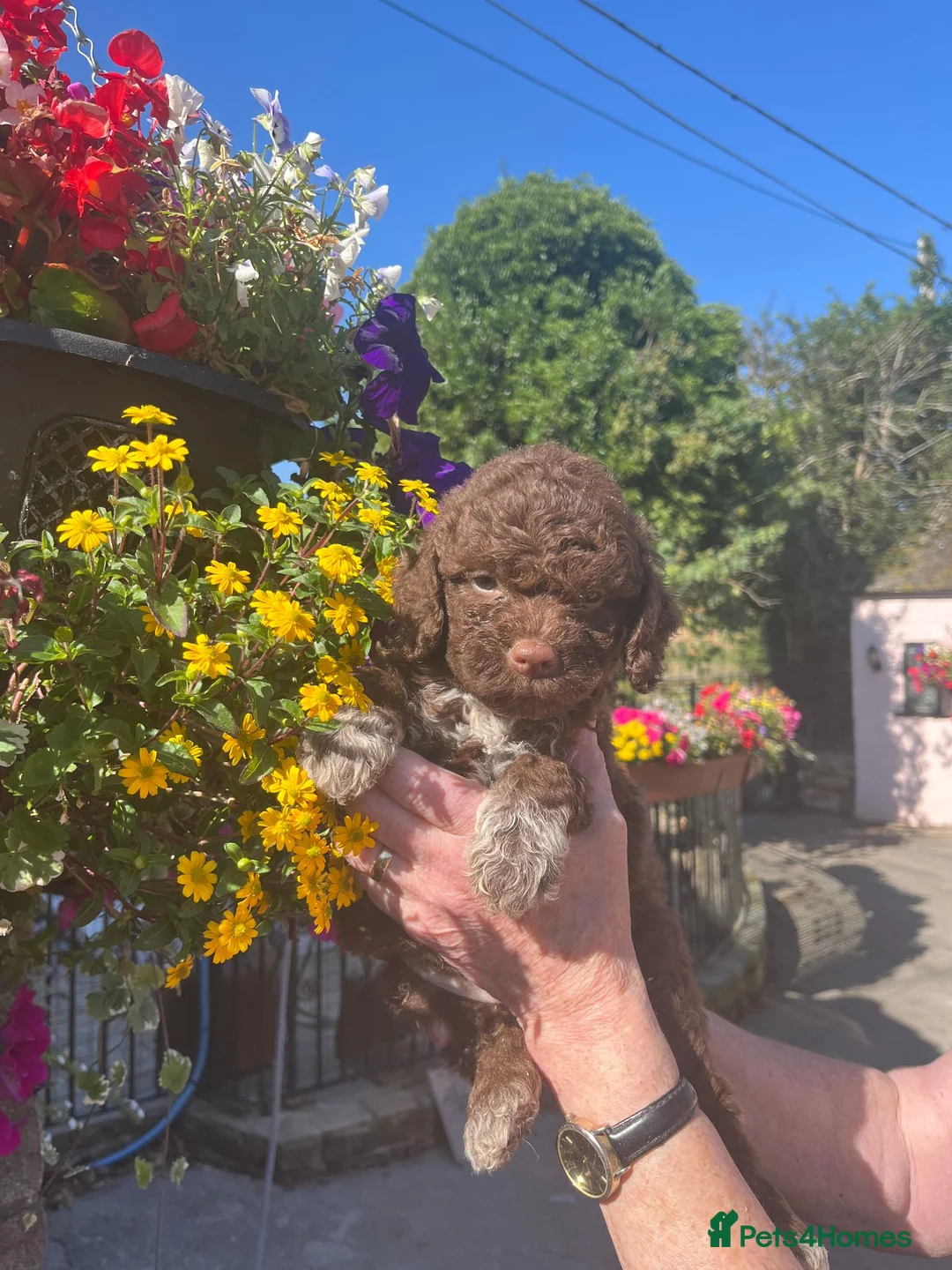 Lagotto Romagnolo dogs for sale: Butiful Lagato Romagnolo  pups for sale - Advert 10