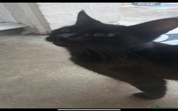 Mixed Breed cats for sale: Two females and one male.  - Image 5
