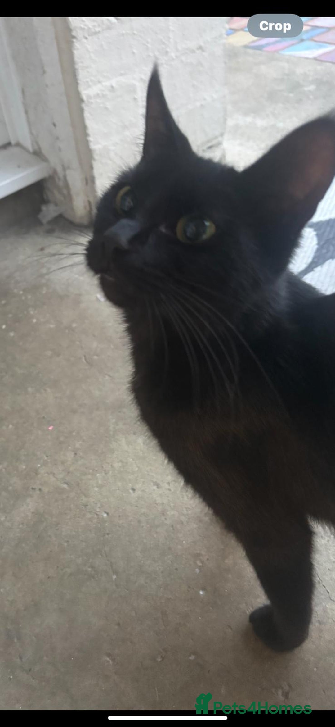 Mixed Breed cats for sale: Two females and one male.  - Image 5