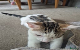 British Shorthair cats for sale: Male and female kittens - Image 10