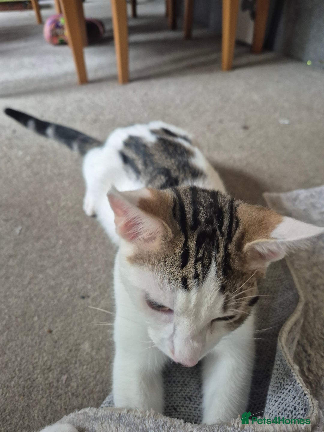 British Shorthair cats for sale: Male and female kittens - Image 10