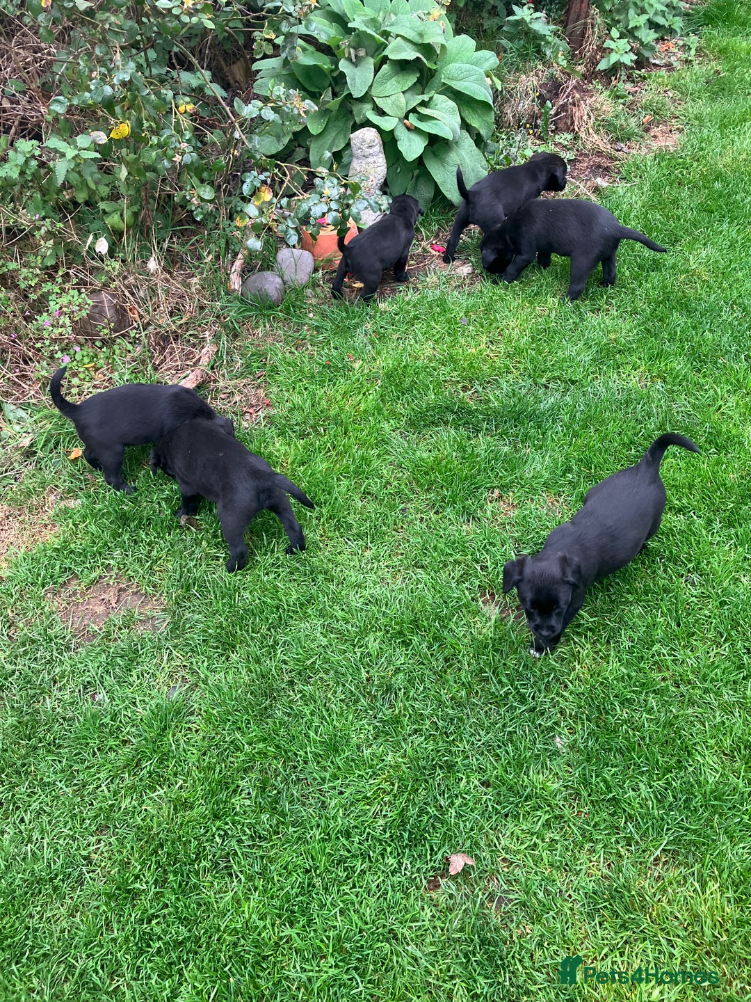Mixed Breed dogs for sale: Border Terrier X Puppies  - Image 3