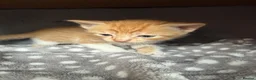 Domestic Shorthair cats for sale: Kittens for sale (including ginger females!) - Advert 12