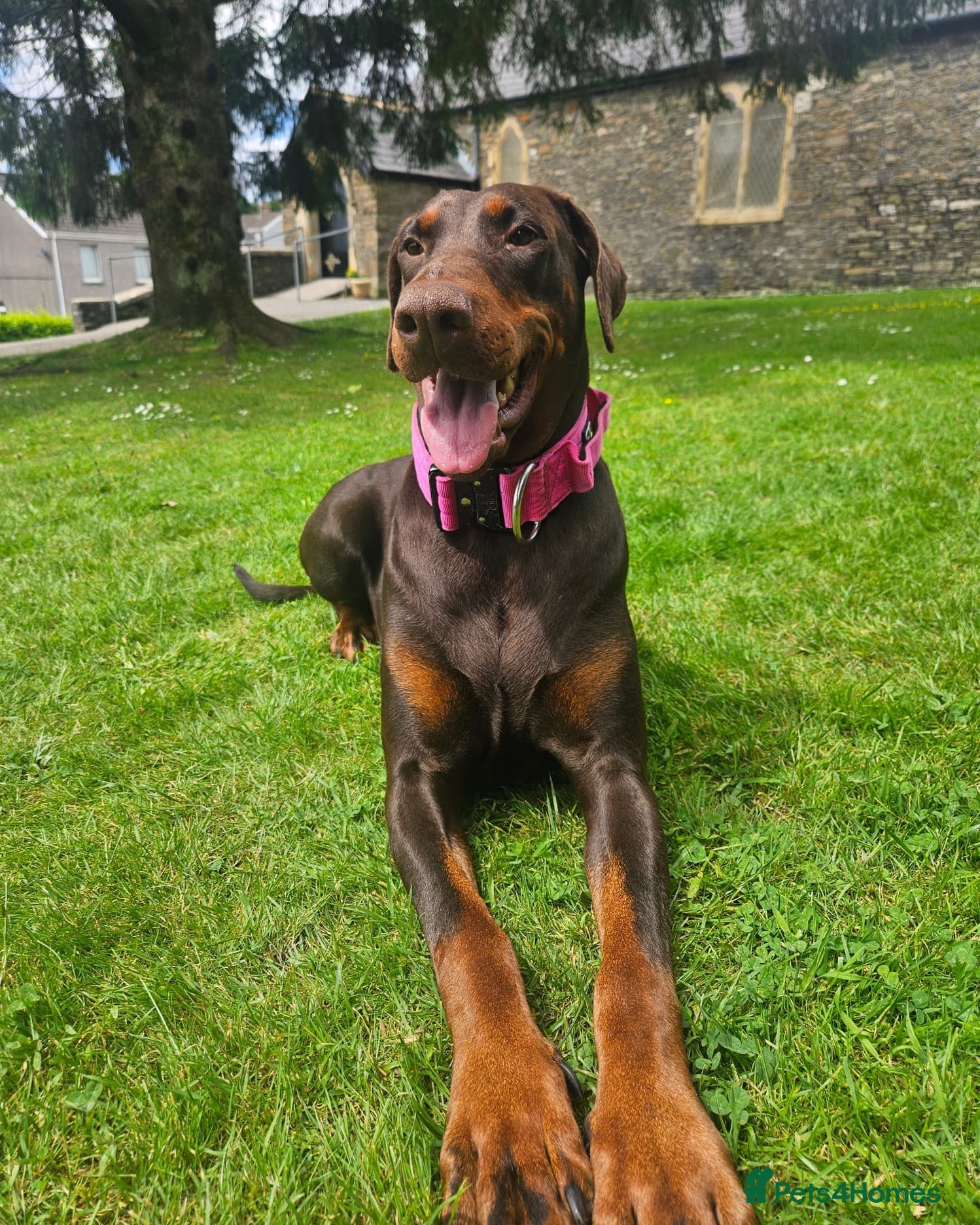 Dobermann dogs 🐾 Doberman Puppies – Waiting List Now Open 🐾 - Advert 13
