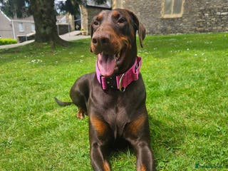 Dobermann dogs 🐾 Doberman Puppies – Waiting List Now Open 🐾 - Advert 13