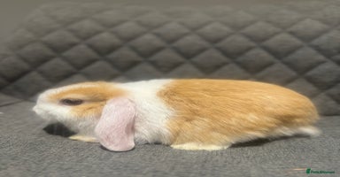 Mini Lop rabbits - Advert 16