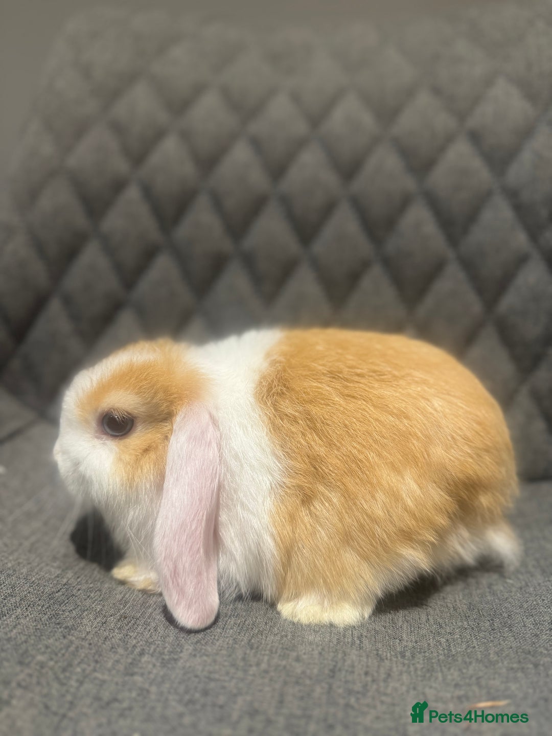 Mini Lop rabbits for sale: Mini Lop Bunnies  - Image 2