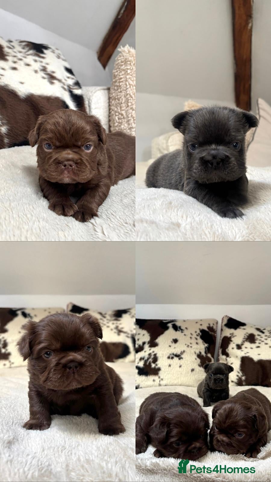 French Bulldog dogs 3 KC Registered Fluffy  **  French bulldogs - Advert 1