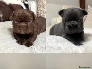 French Bulldog dogs 3 KC Registered Fluffy ** French bulldogs - Advert 1