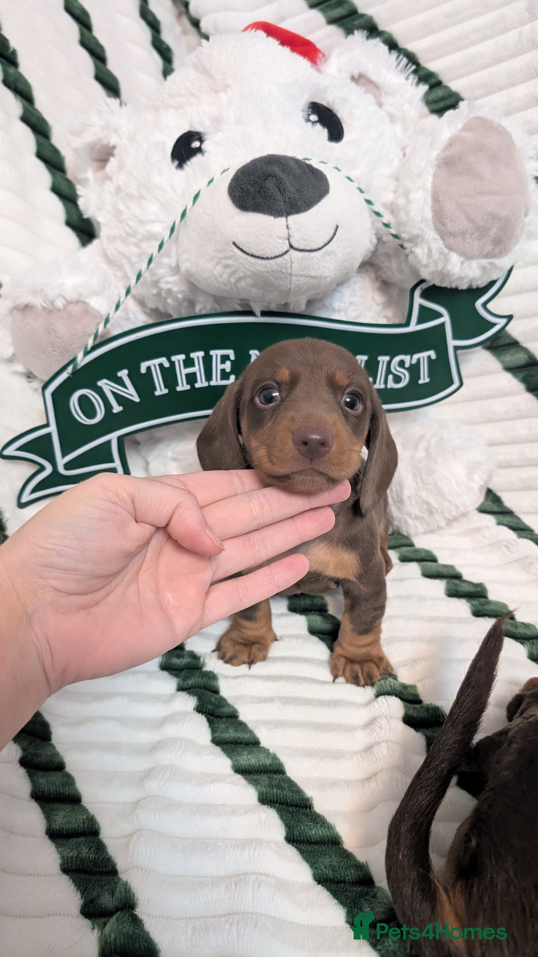 Miniature Dachshund dogs for sale: KC Reg miniature smooth hair daschund boy pups - Advert 24