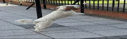 Sproodle dogs for sale: Gorgeous sproodle boy  - Advert 6