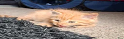 Mixed Breed cats for sale: Gorgeous kittens, mix of short & long hair in Hayle - Advert 9