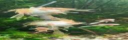 Catfish fish for sale: Various species of Ancistrus.Juveniles and adults. - Advert 7