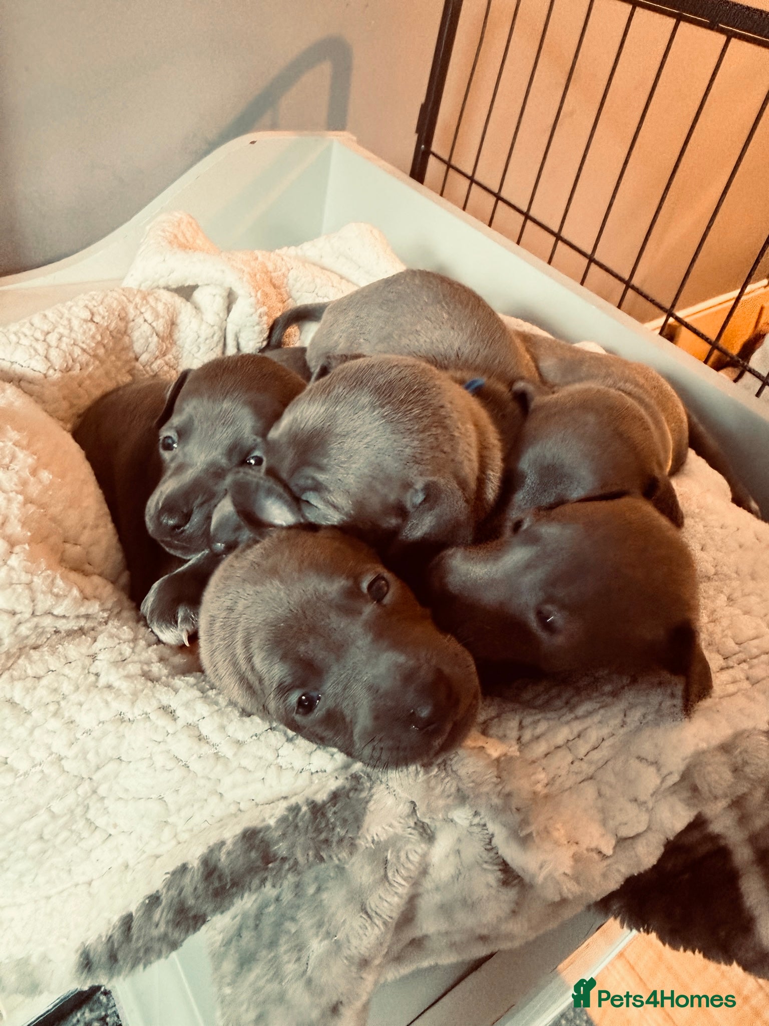 Italian Greyhound dogs 5  Stunning KC Italian Greyhound Puppies  - Advert 13