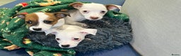 Jack Russell dogs for sale: Stunning Miniature Jack Russell Puppies!!! - Advert 33