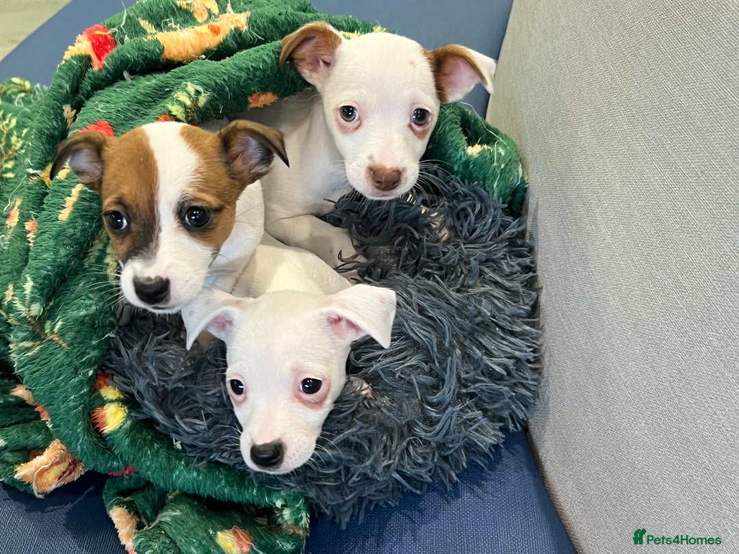 Jack Russell dogs for sale: Stunning Miniature Jack Russell Puppies!!! - Advert 33