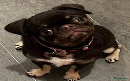 Pug dogs for sale: Tiny pug girl - Advert 8