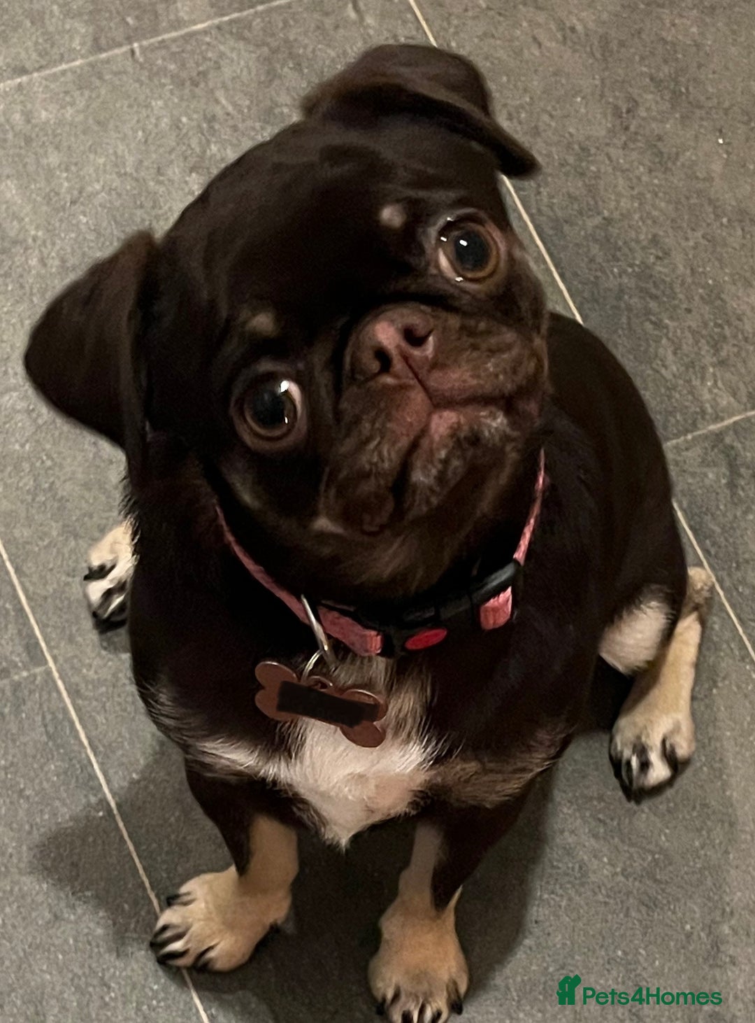 Pug dogs for sale: Tiny pug girl - Advert 8