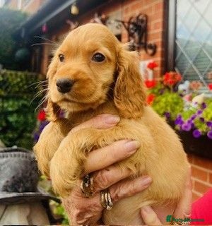 Cocker Spaniel dogs lyncham cocker spaniels - Advert 14