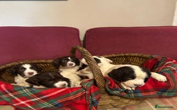 English Springer Spaniel dogs for sale: Stunning English springer spaniel  - Image 2