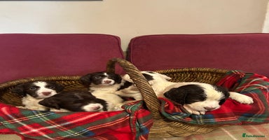 English Springer Spaniel dogs - Advert 2