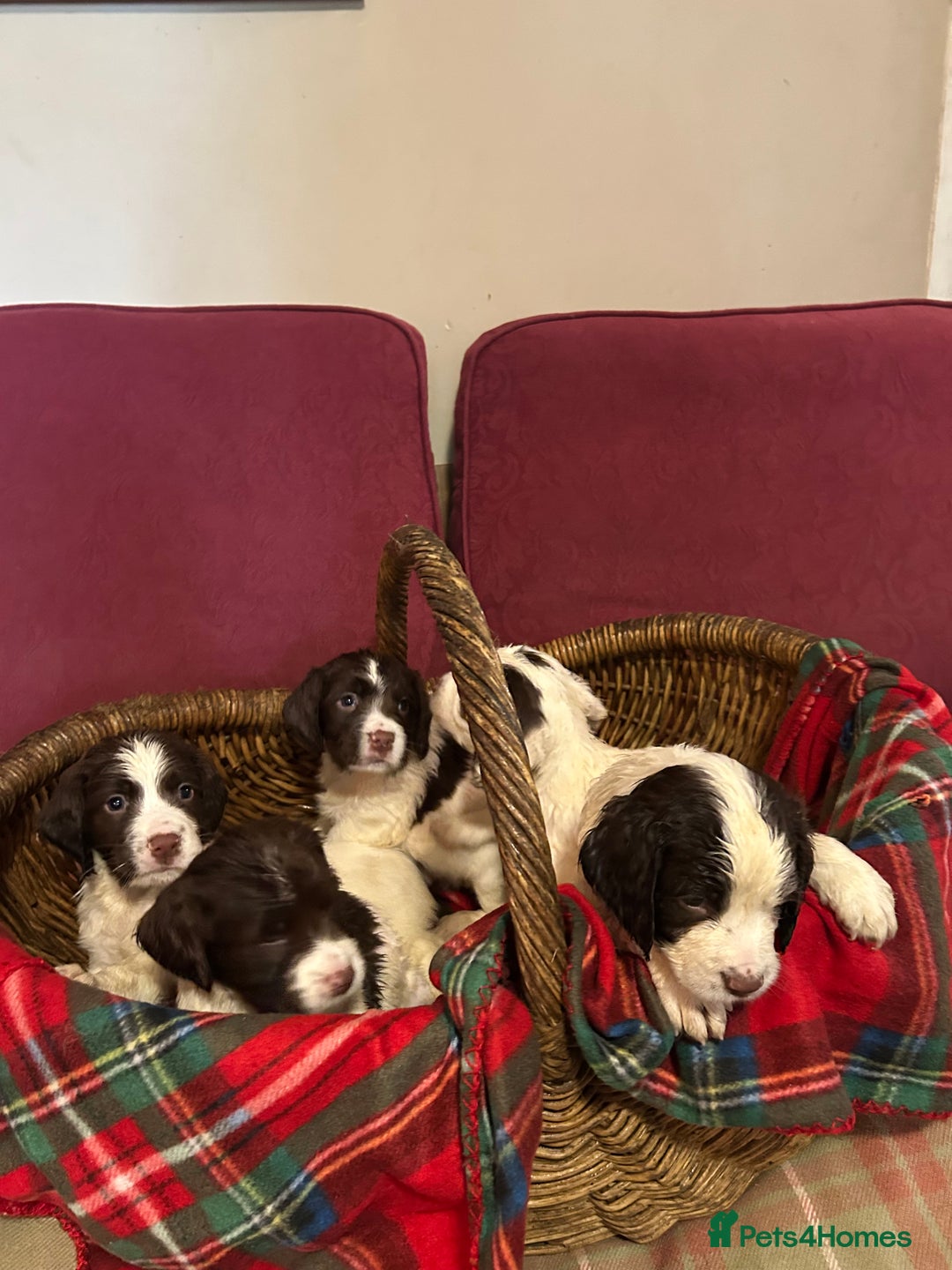 English Springer Spaniel dogs for sale: Stunning English springer spaniel  - Image 2