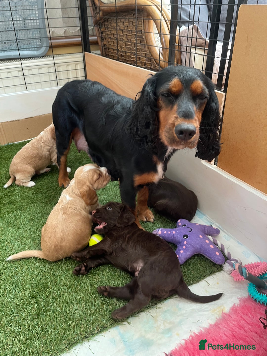 Cocker Spaniel dogs for sale: Health tested cocker spaniel pups - Image 9