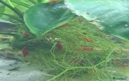 Shrimps fish for sale: Cherry shrimp - Image 4