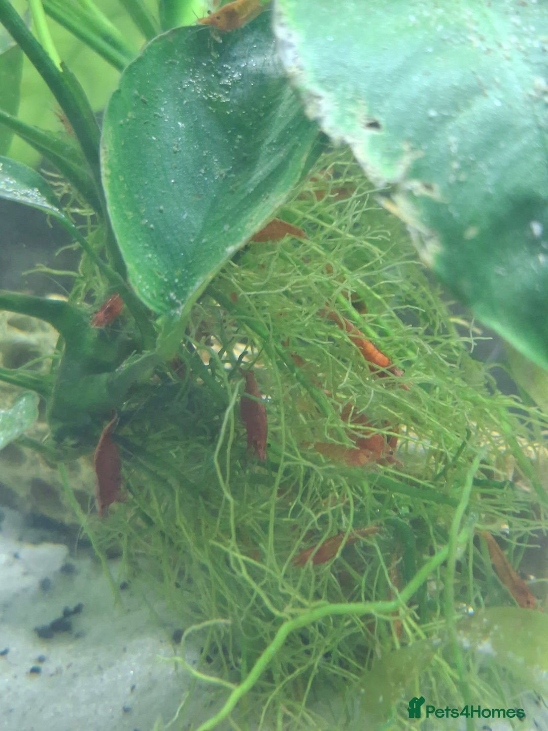 Shrimps fish for sale: Cherry shrimp - Image 4