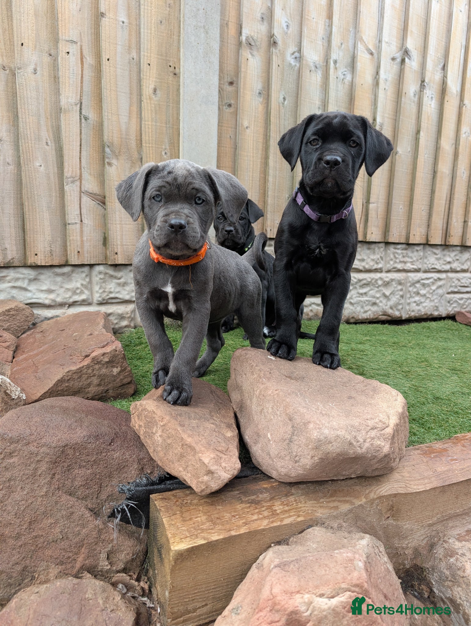 Cane Corso dogs Cane corso puppies  - Advert 1