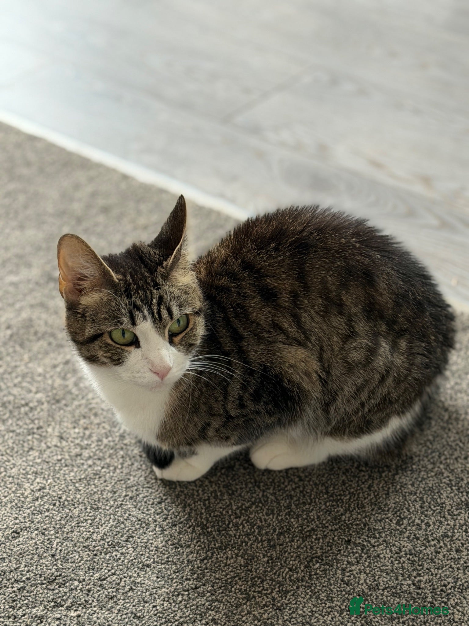 Domestic Shorthair cats Female cat - Advert 2