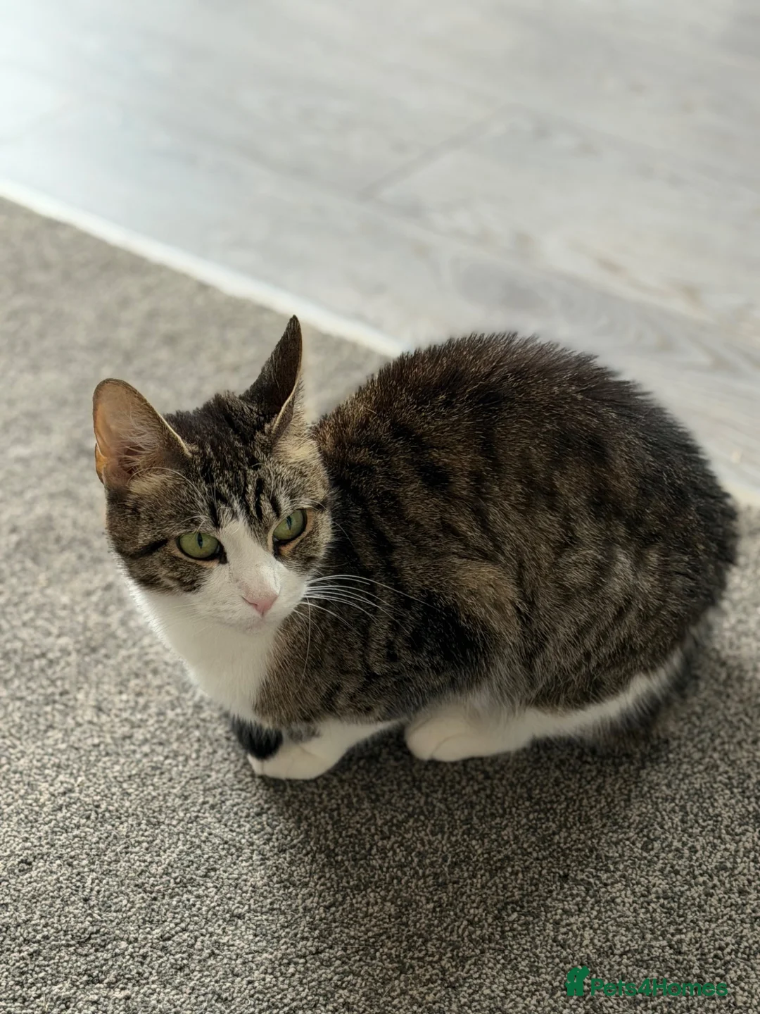 Domestic Shorthair cats for sale: Female cat in Newark - Advert 1