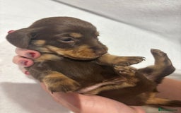 Dachshund dogs for sale: Dachshund puppies  - Image 23