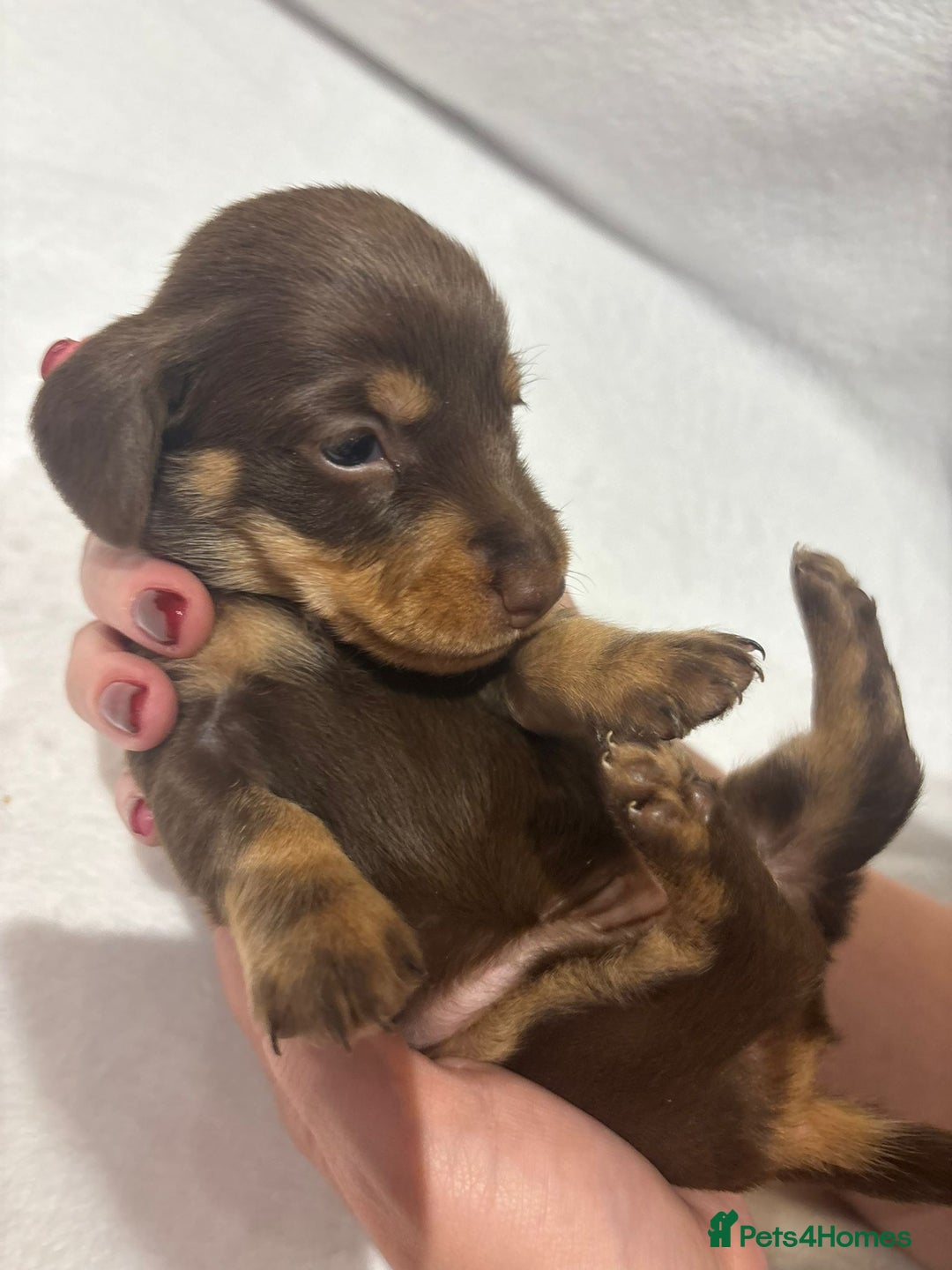 Dachshund dogs for sale: Dachshund puppies  - Image 23