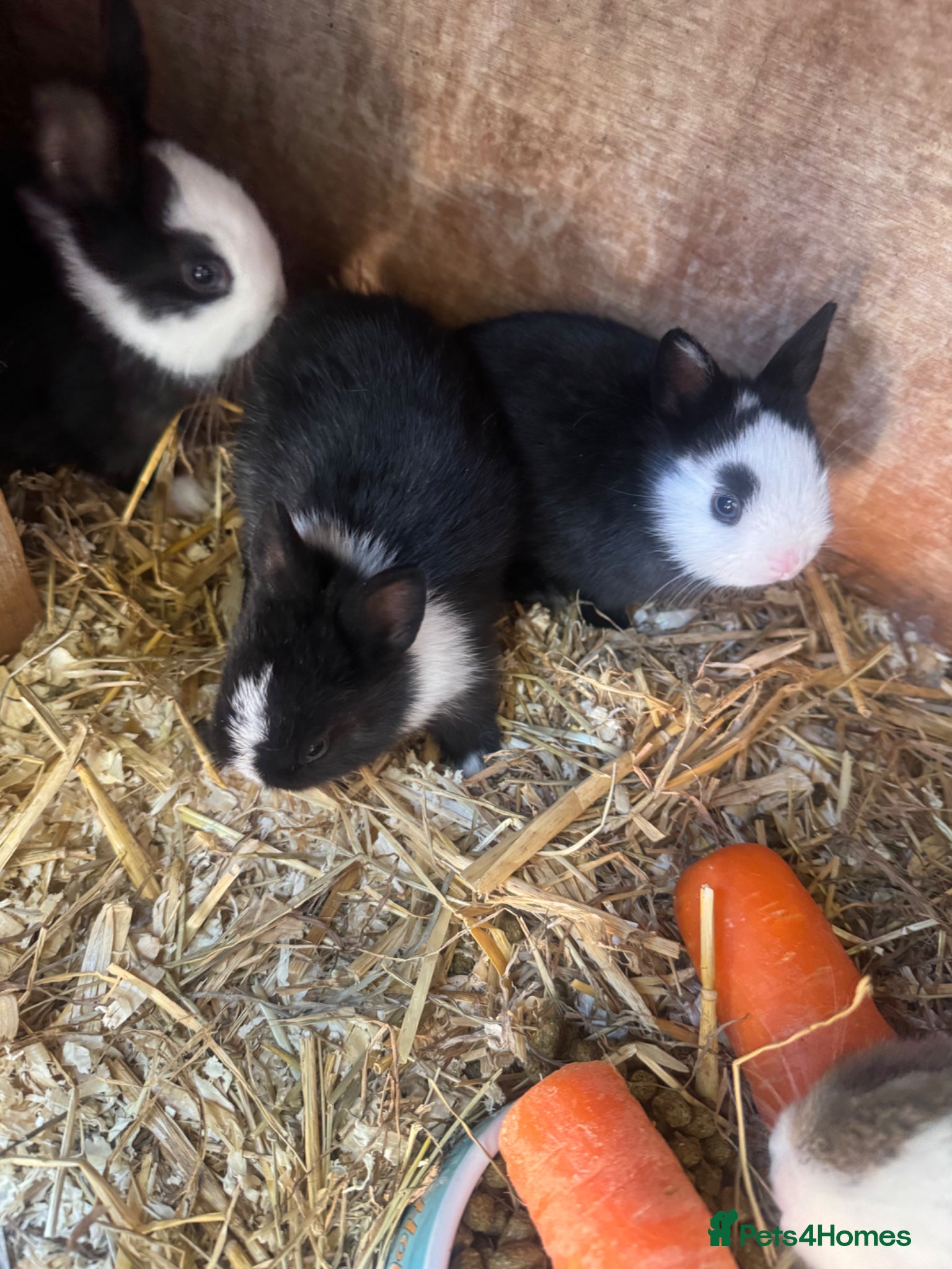 Netherland Dwarf rabbits Cute Netherland Dwarf Baby rabbits - Advert 7