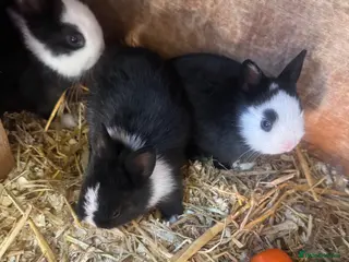 Netherland Dwarf rabbits Cute Netherland Dwarf Baby rabbits - Advert 1