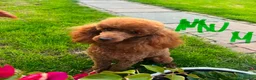 Toy Poodle dogs for sale: KC Reg RED Toy Poodle , 10 CHAMPIONS in blood line in Hatfield - Advert 19